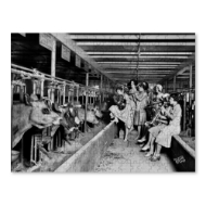 Black and white photo from 1930 showing a line of cows eating in a barn while a band of horn players "serenades" them.