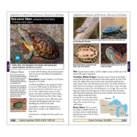 Page sample of "Amphibians and Reptiles" showing 5 pictures of red-eared slider turtles from different angles, accompanied by descriptive text.  