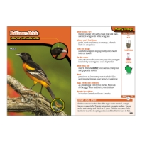 Inside book page featuring an image of a Baltimore Oriole with various graphics and information about the bird. 