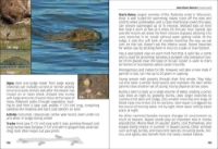 Page sample from "Mammals of Wisconsin" Field Guide showing a page with details about the American beaver.